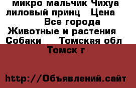 микро мальчик Чихуа лиловый принц › Цена ­ 90 - Все города Животные и растения » Собаки   . Томская обл.,Томск г.